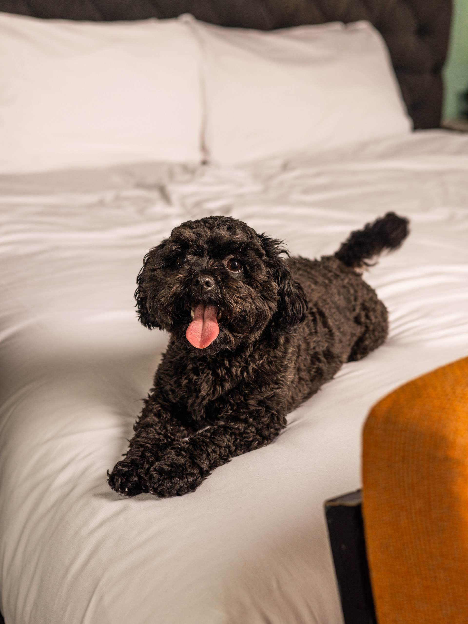 Dog resting on bed in The Dean Hotels in Ireland and Germany