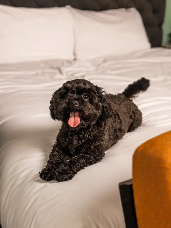 Dog resting on bed in The Dean Hotels in Ireland and Germany