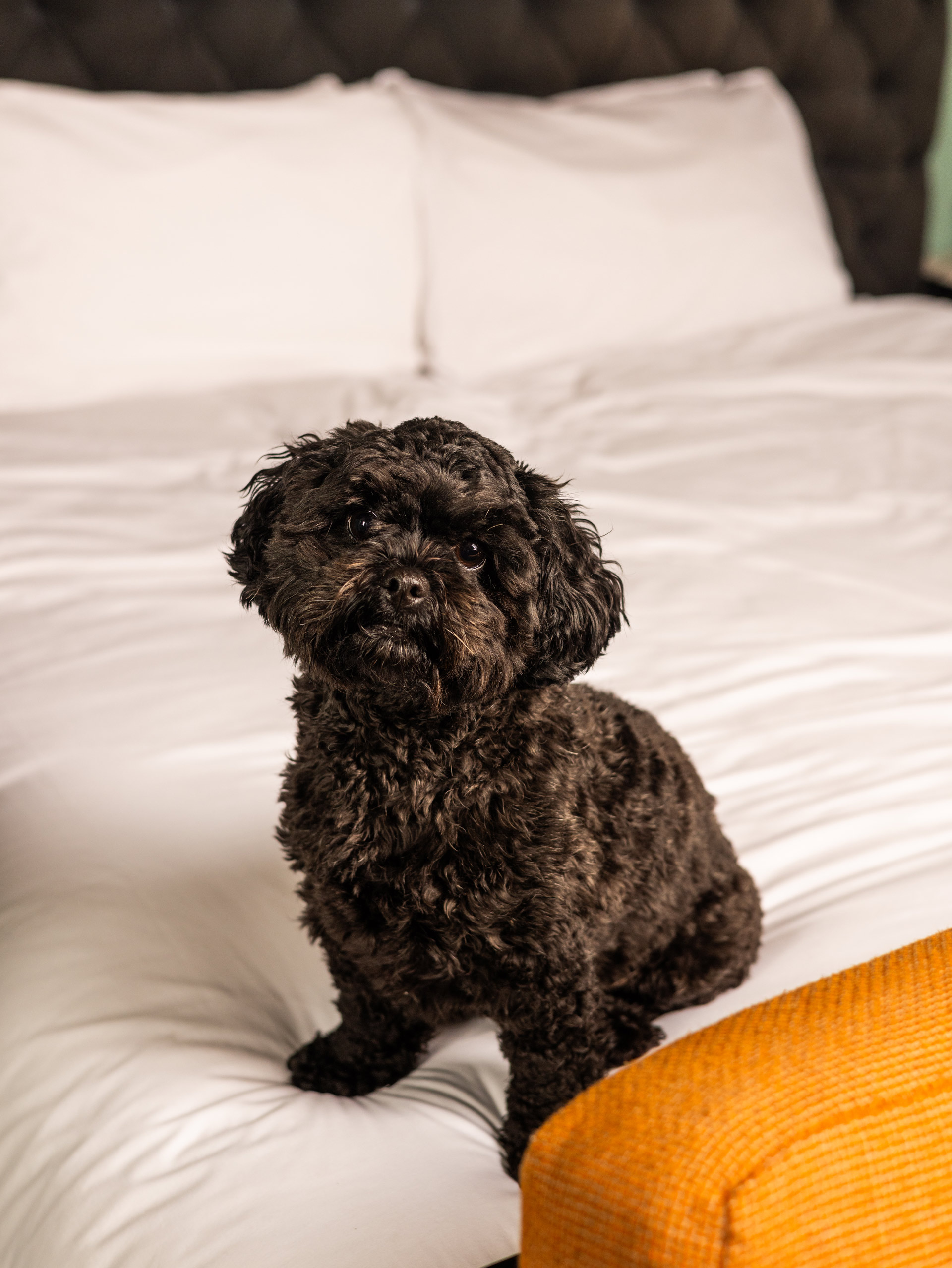 Dog resting on bed in The Dean Hotels in Ireland and Germany