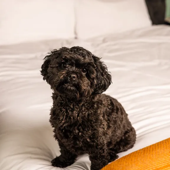 Dog resting on bed in The Dean Hotels in Ireland and Germany